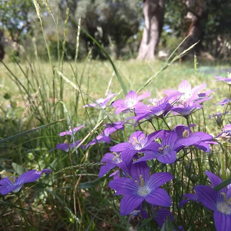 The Paradise Of Katerina Nyaraló Fríni